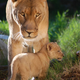 Illustration for article titled Lions and Tigers and Other Types of Lions, Oh My!